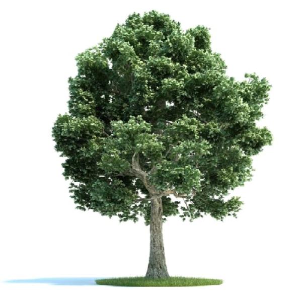 Tree - دانلود مدل سه بعدی درخت - آبجکت سه بعدی درخت - دانلود آبجکت سه بعدی درخت -دانلود مدل سه بعدی fbx - دانلود مدل سه بعدی obj -Tree 3d model free download  - Tree 3d Object - Tree OBJ 3d models - Tree FBX 3d Models
